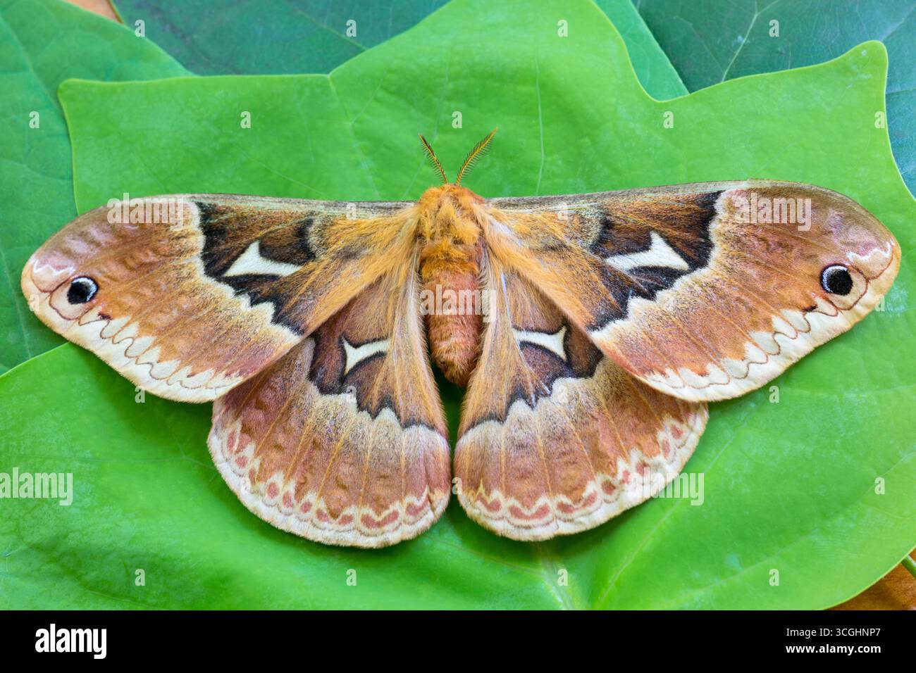 Una femmina di silkmoth (Callosamia angulifera) che poggia su foglie di tulipani Foto Stock