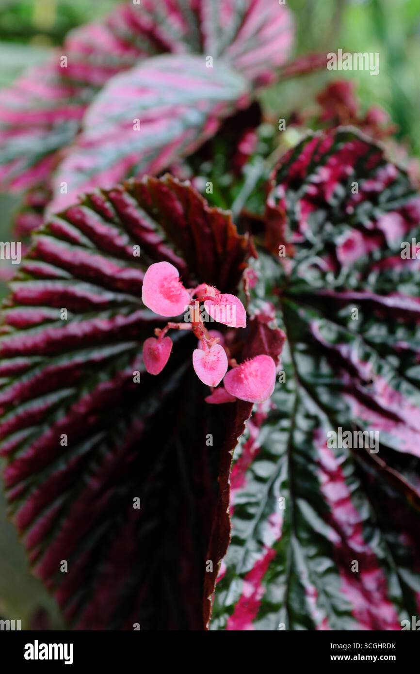 Begonia rex (2019) Foto Stock