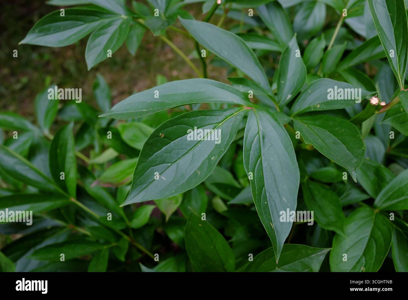 Paeonia, Alexander Fleming Foto Stock