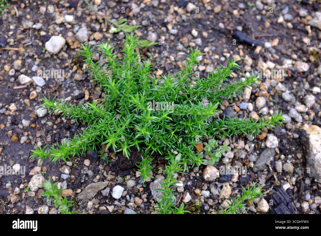 Phlox nivalis Foto Stock