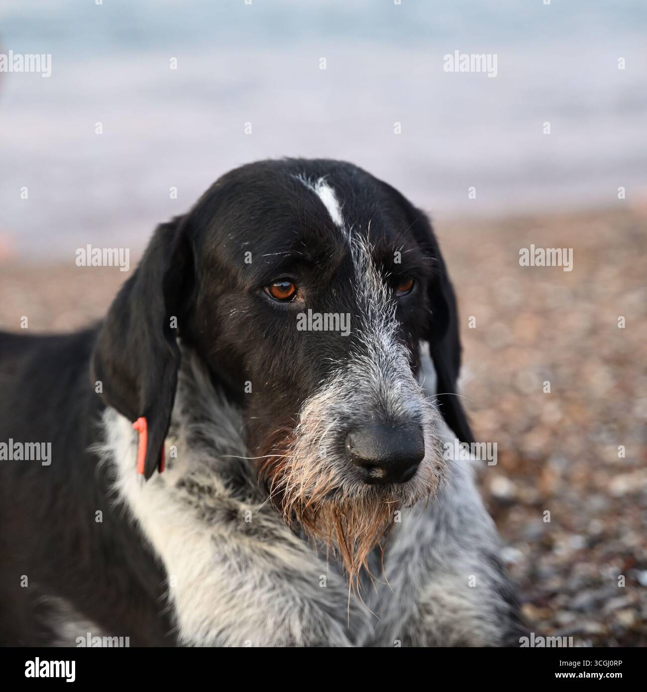 Il cane bianco e nero con caratteristiche facciali distintive si erge su una spiaggia di ciottoli, guardando con attenzione l'orizzonte, catturando un momento sereno Foto Stock