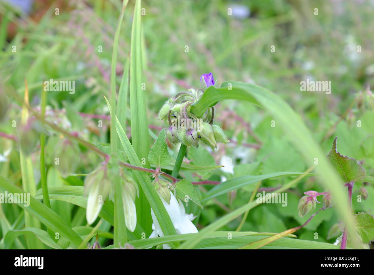 Tradescantia x andersoniana Foto Stock