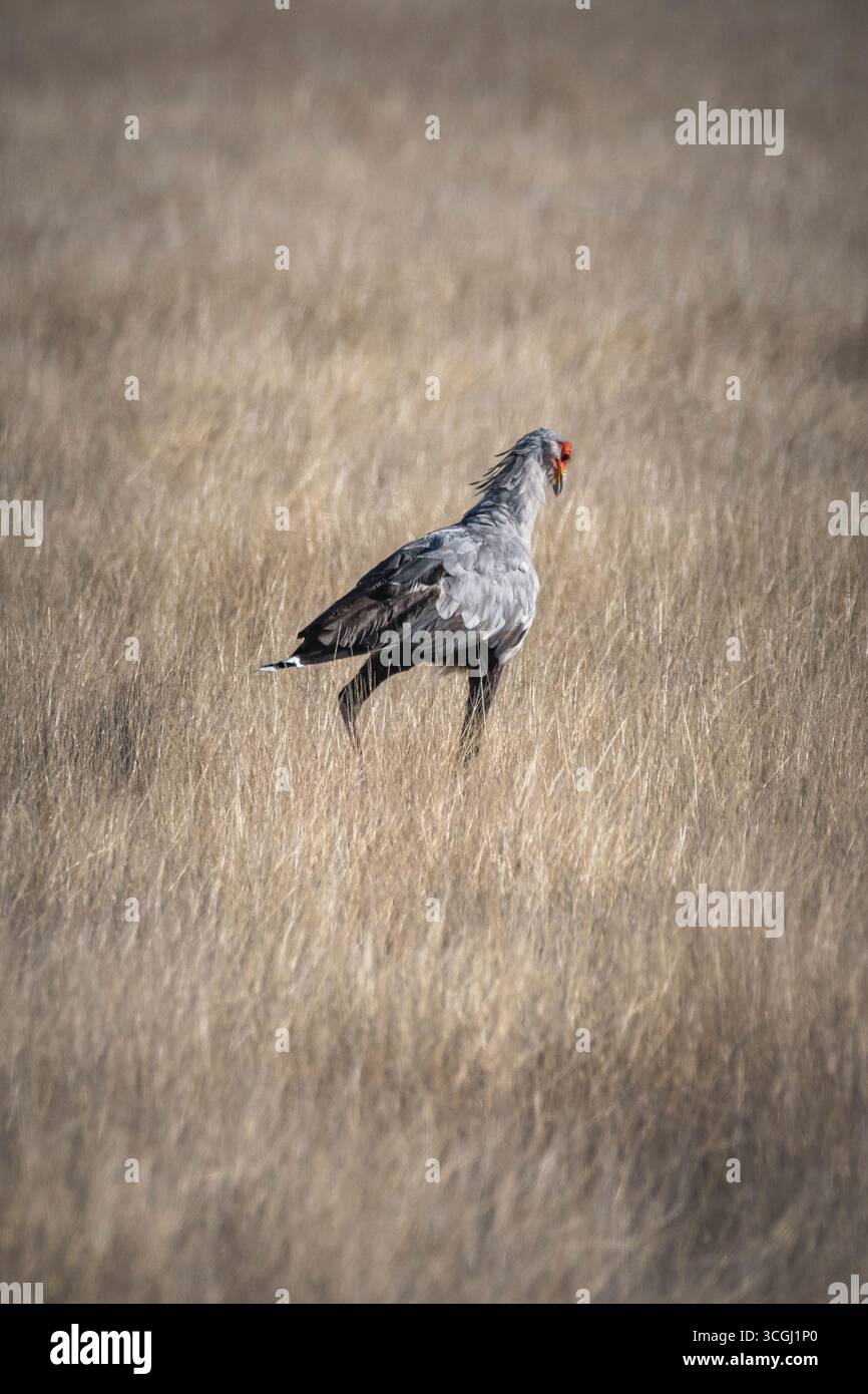 Secretarybird a caccia di serpenti nelle praterie Foto Stock