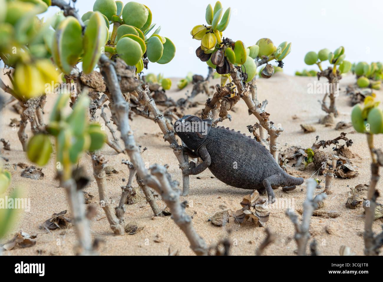 Camaleonte femminile Namaqua nella vegetazione delle dune Foto Stock