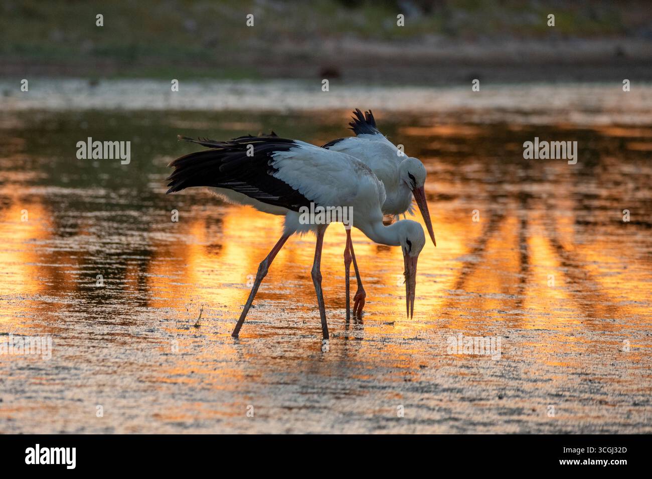 Una tranquilla scena di due eleganti cicogne che attraversano acque poco profonde al tramonto. Foto Stock