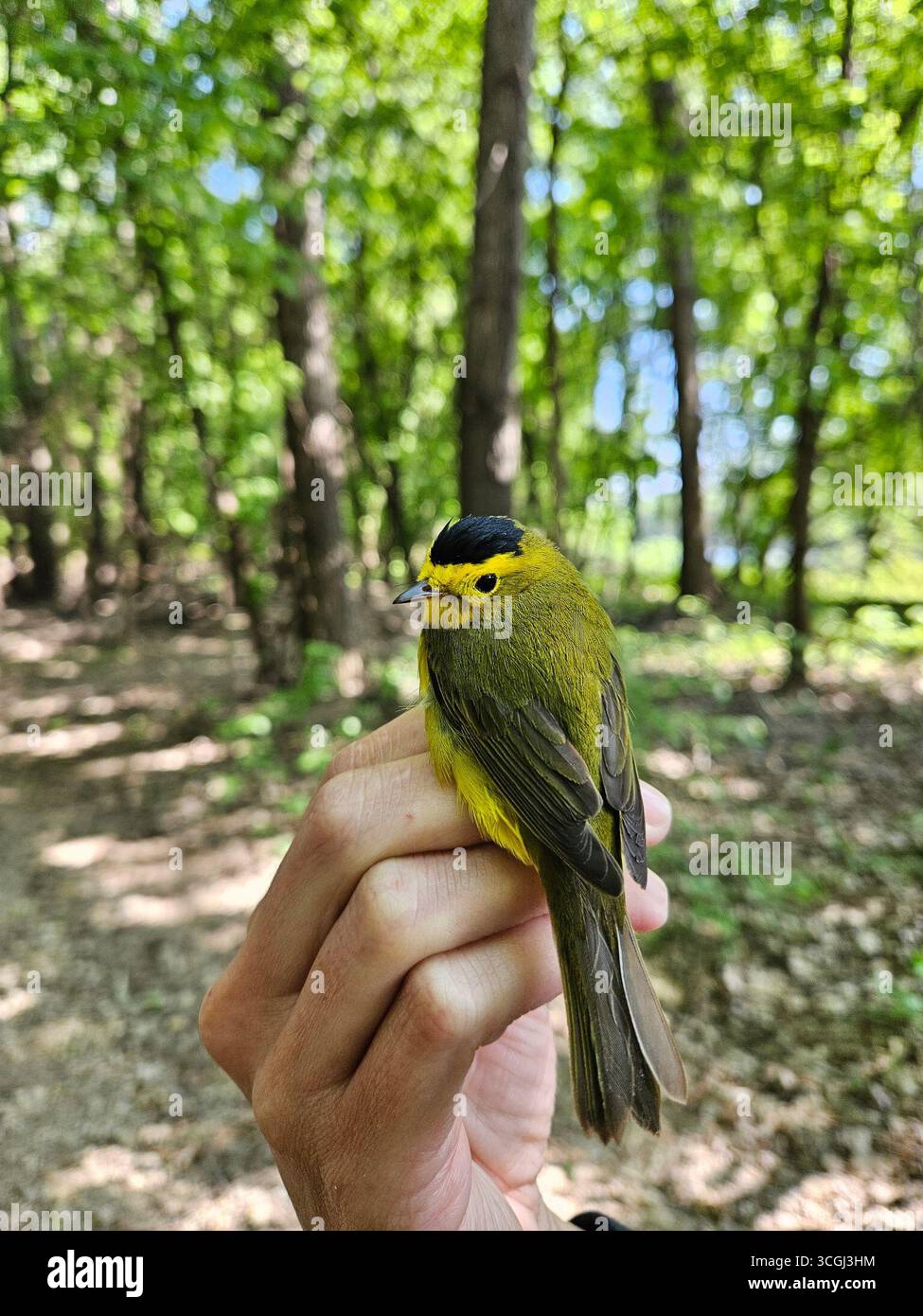 Una parula di Wilson (Cardellina pusilla) che viene tenuta delicatamente dopo essere stata catturata in una rete nebulizzata durante un'indagine sulle bande di uccelli. Immagine gentilmente concessa dal U.S. Fish & Wildlife Service. Foto Stock Una parula di Wilson (Cardellina pusilla) che viene tenuta delicatamente dopo essere stata catturata in una rete nebulizzata durante un'indagine sulle bande di uccelli. Immagine gentilmente concessa dal U.S. Fish & Wildlife Service. Foto Stock
