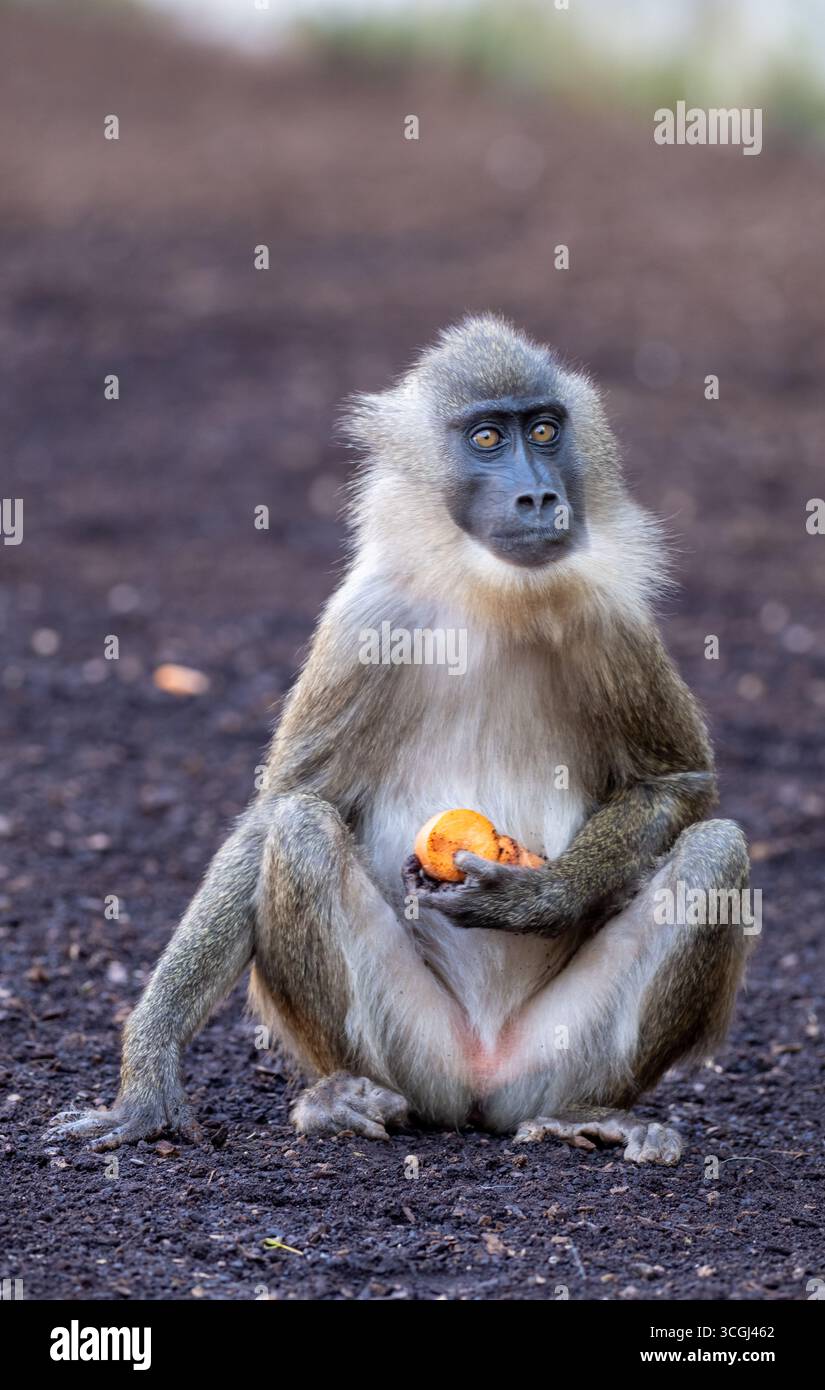 Trapano scimmia seduto a terra, godendo di un frutto, mostrando la sua natura curiosa e adorabile in un vibrante habitat della foresta pluviale Foto Stock