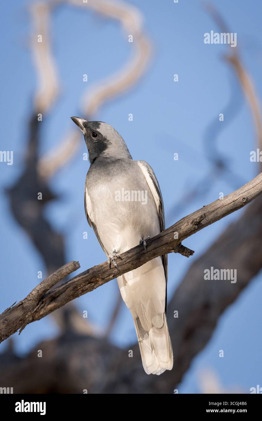 Un singolo Cuckoo-shrike Black-Face adulto, arroccato su un arto morto, sostenuto da uno sfondo sfocato, che guarda in alto mentre cerca cibo. Foto Stock