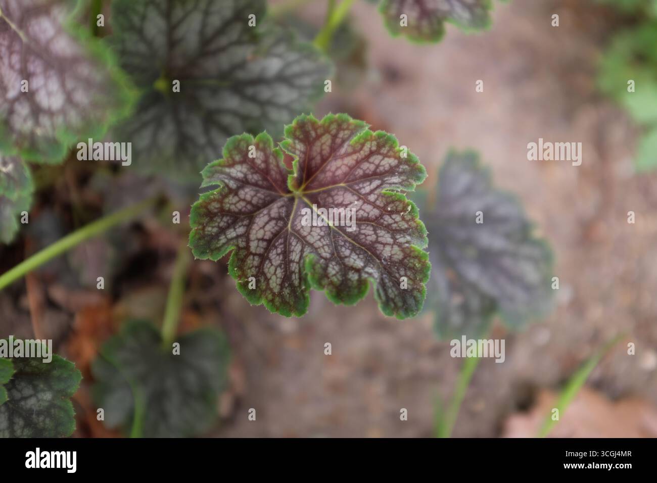 Heuchera Hybr. (Beauty Colour), piante esterne 2020 Foto Stock