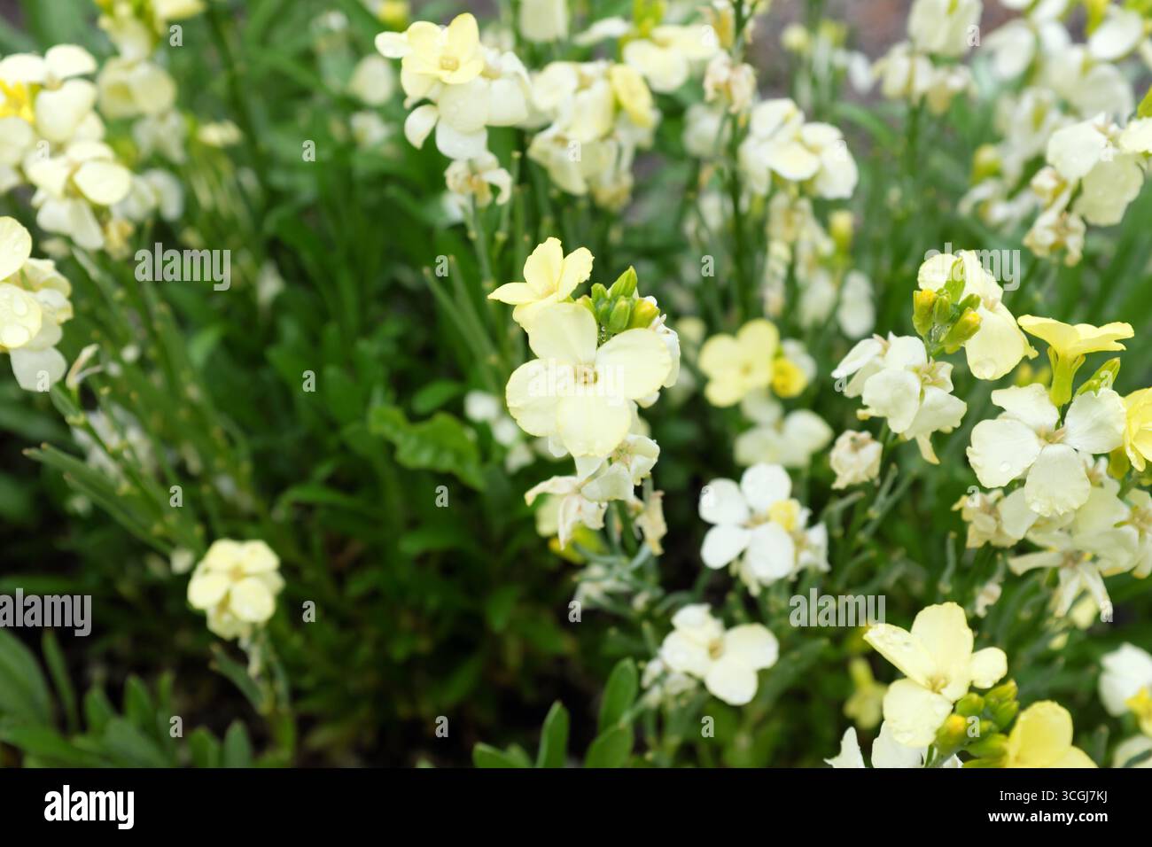 Cheiranthus cheiri (bianco avorio) inglese Wallflower, piante all'aperto 2020 Foto Stock