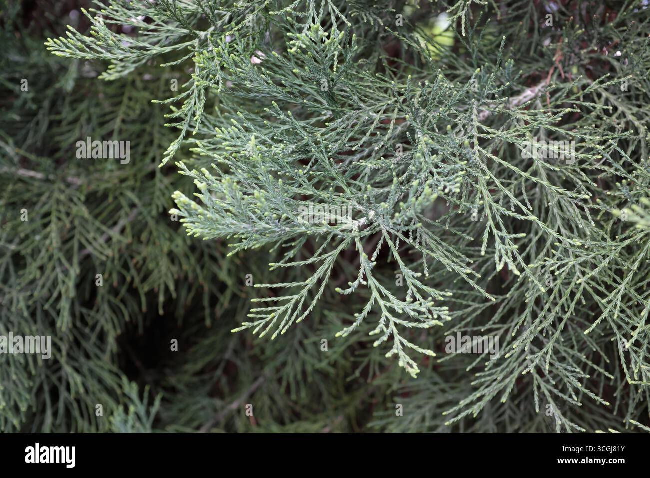 Sequoiadendron giganteum, piante all'aperto 2020 Foto Stock