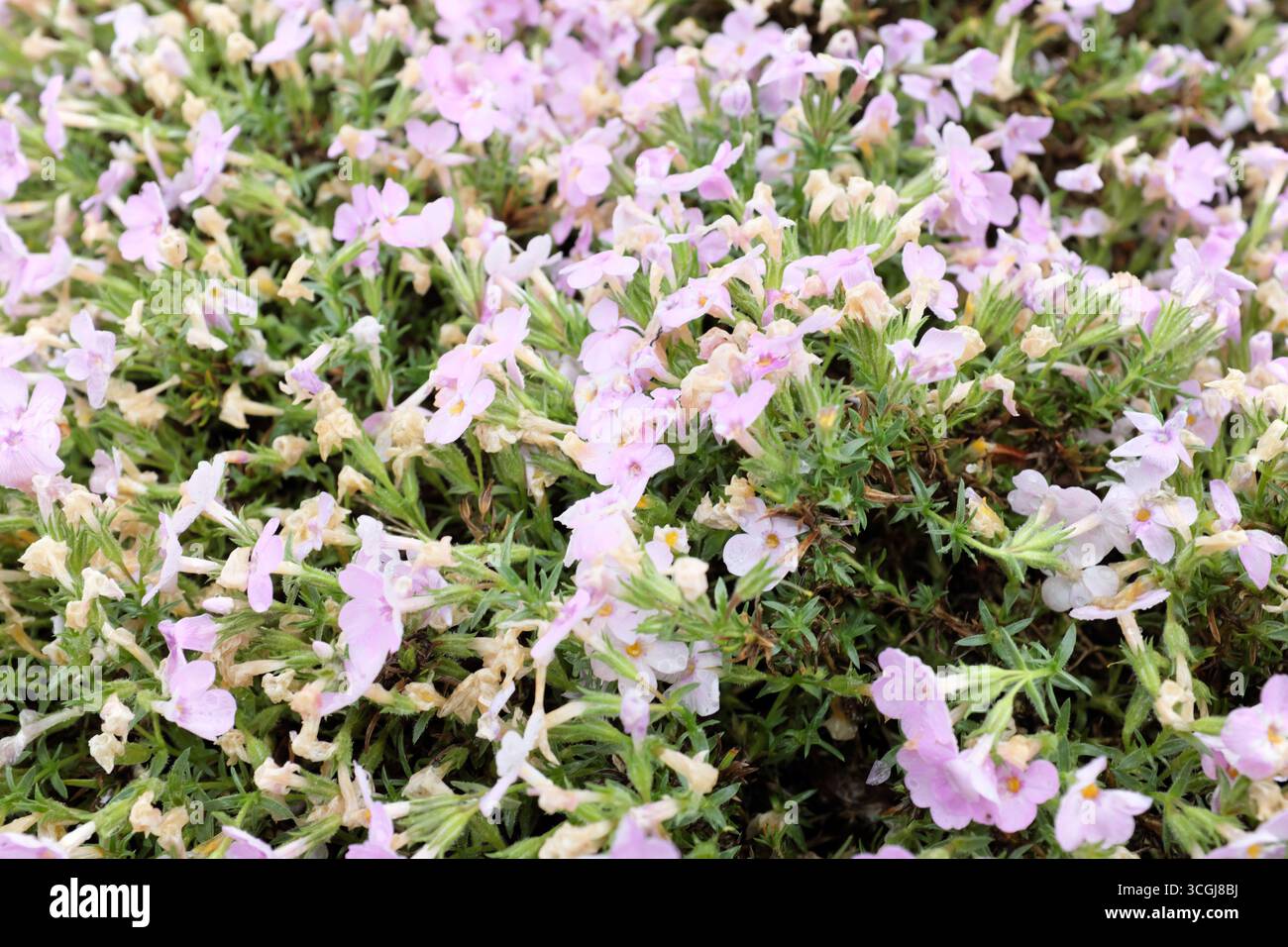 Phlox Hybr. (Polemoniaceae), piante all'aperto 2020 Foto Stock