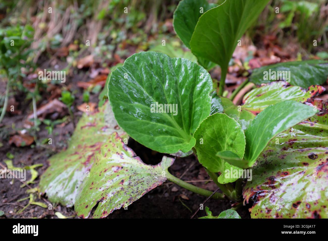Bergenia cordifolia (Hawh.), piante all'aperto 2020 Foto Stock