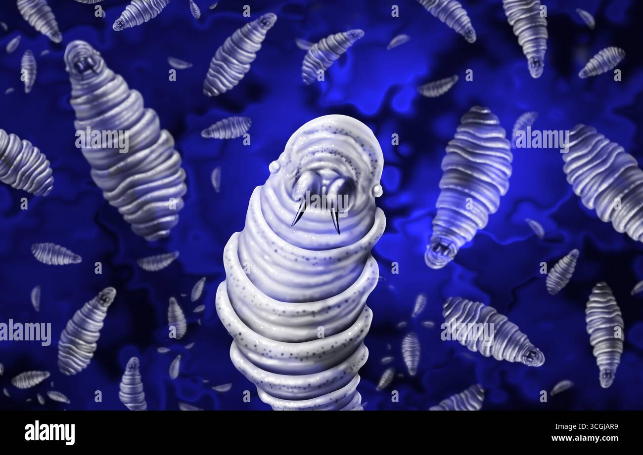 Screwworm Parasite epidemia o epidemia come larve che mangiano carne di carne malattia infettiva e problema di salute pubblica come concetto di medicina vetirinaria o Agricul Foto Stock