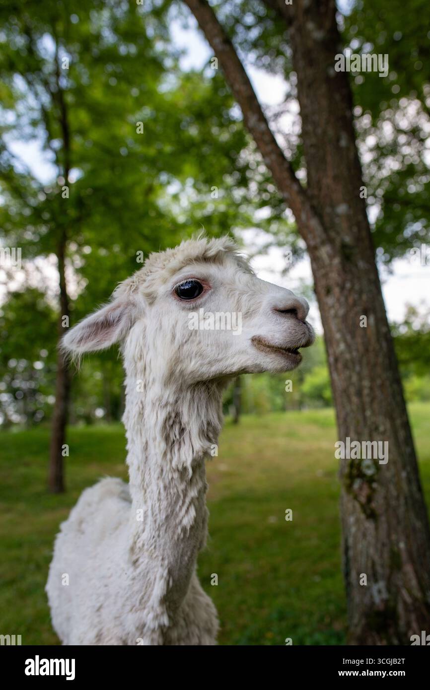 Primo piano di un alpaca bianco con un'espressione divertente e amichevole, il suo muso sorridente e un look felice. Foto Stock