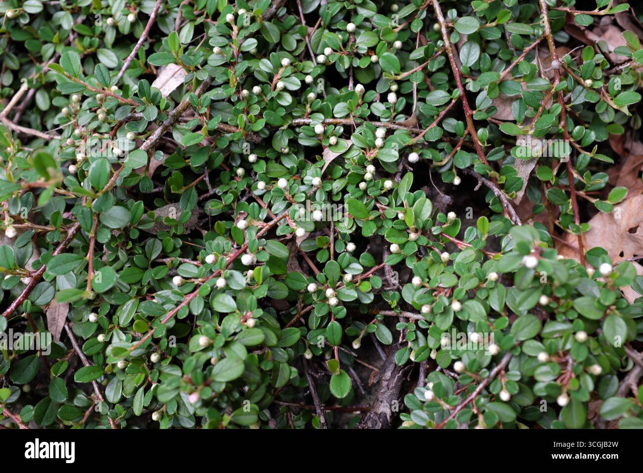 Cotoneaster horizontalis Decne (Rosaceae), piante all'aperto 2020 Foto Stock
