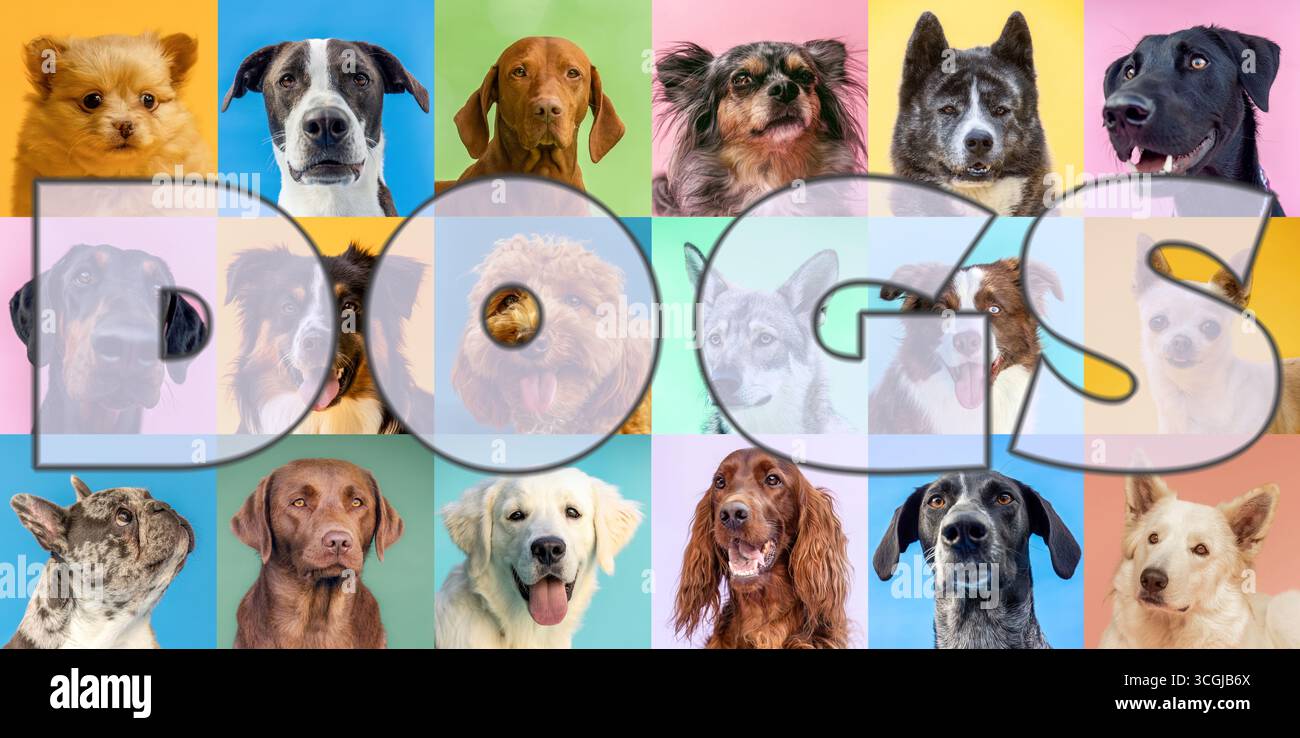 Collage varietale di cani colorati con più animali domestici su sfondi vivaci Foto Stock