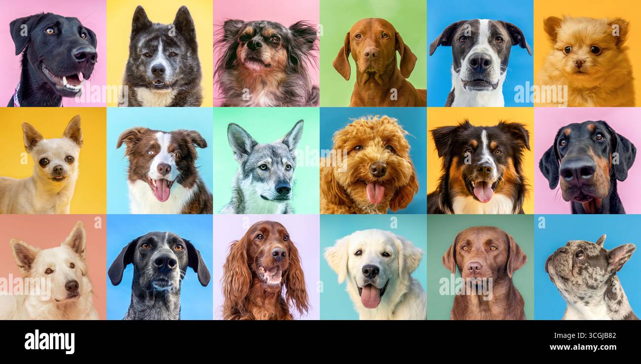 Collage varietale di cani colorati con più animali domestici su sfondi vivaci Foto Stock