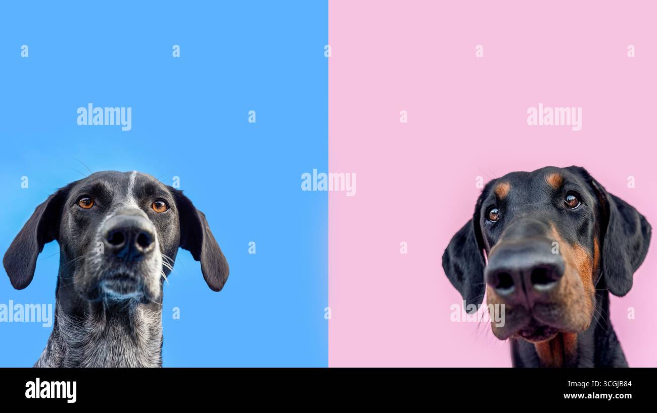 Collage varietale di cani colorati con più animali domestici su sfondi vivaci Foto Stock