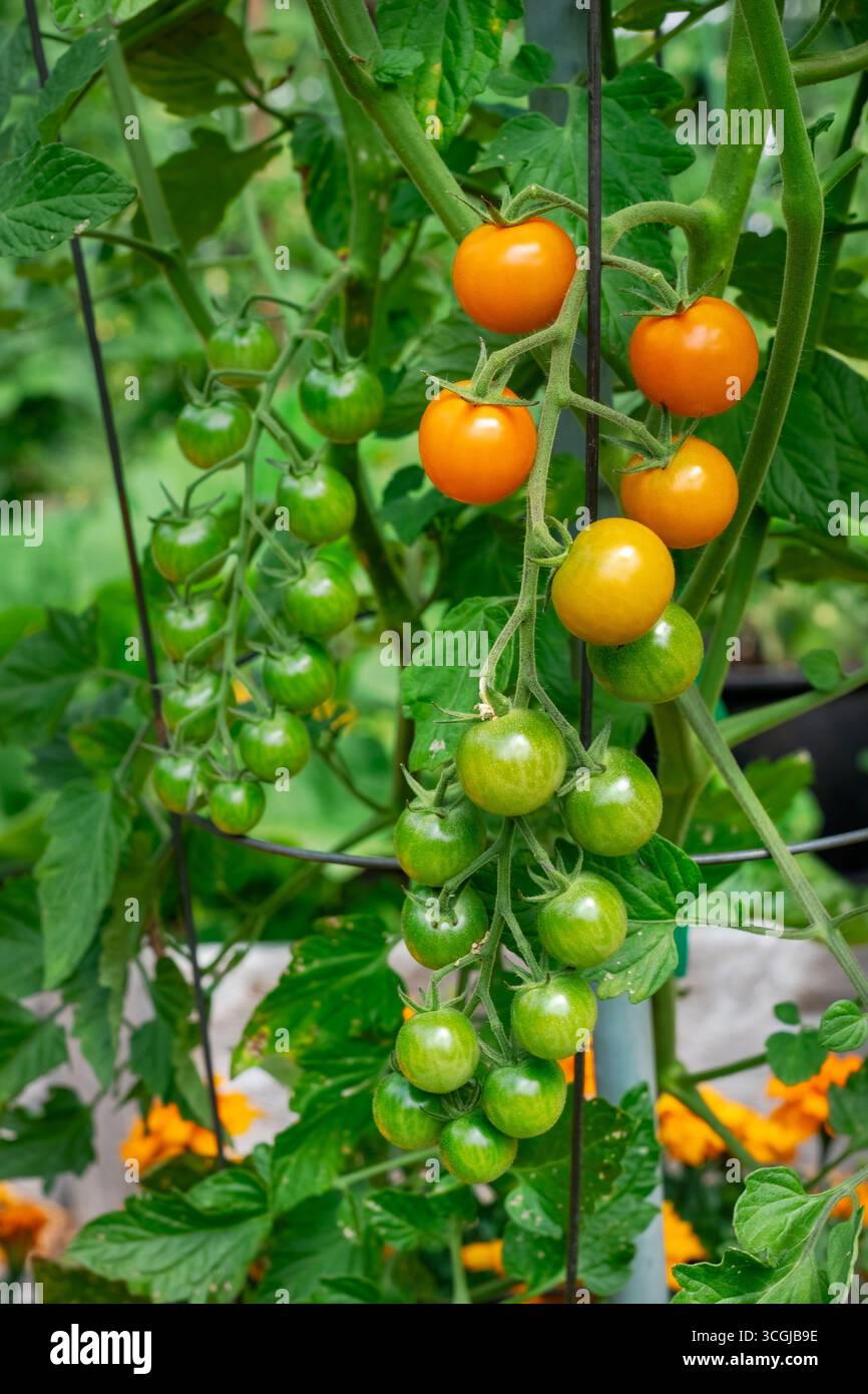 Issaquah, Washington, Stati Uniti. Pomodori Sungold in varie fasi di maturazione, con calendule, una pianta da compagnia, alla sua base Foto Stock