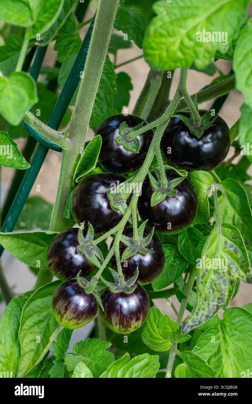 Issaquah, Washington, Stati Uniti. Pianta di pomodoro ciliegino alla fragola nera. Inizia dal viola al verde e matura in rosso con strisce gialle. Foto Stock