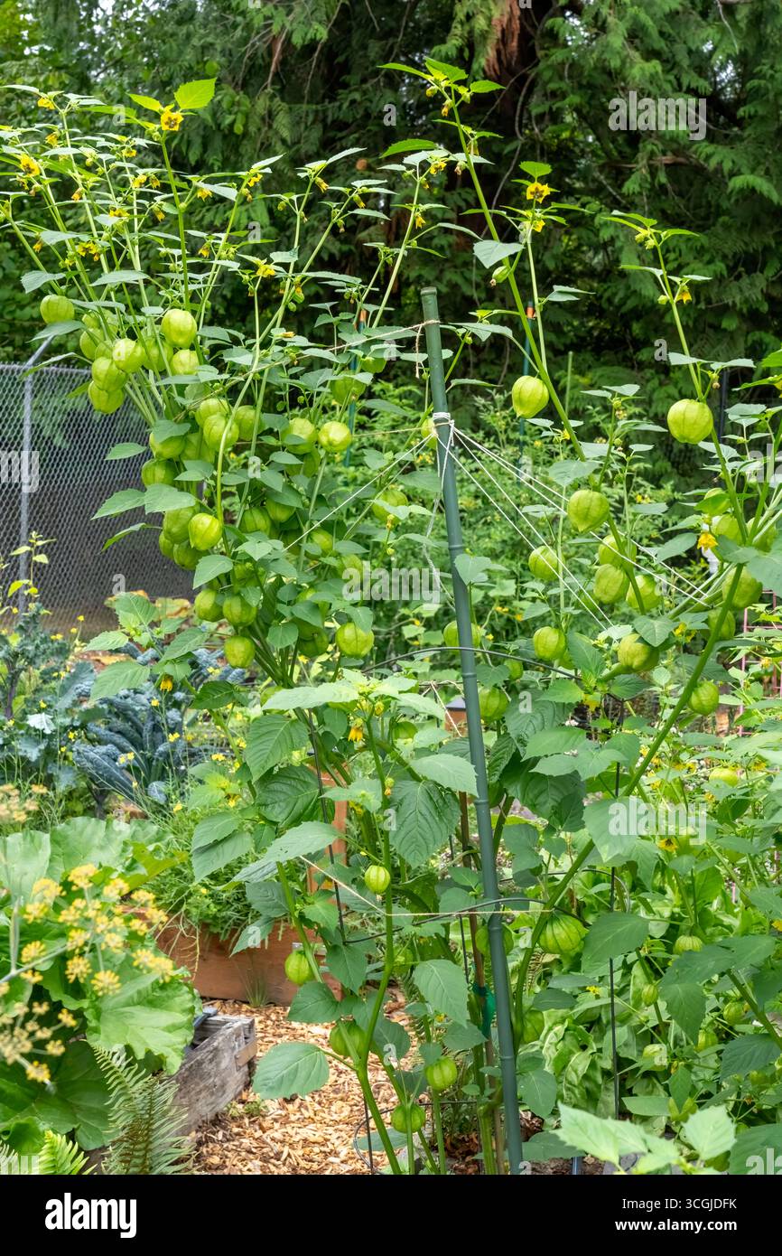 Issaquah, Washington, Stati Uniti. Piante di tomatillo pronte per la raccolta Foto Stock