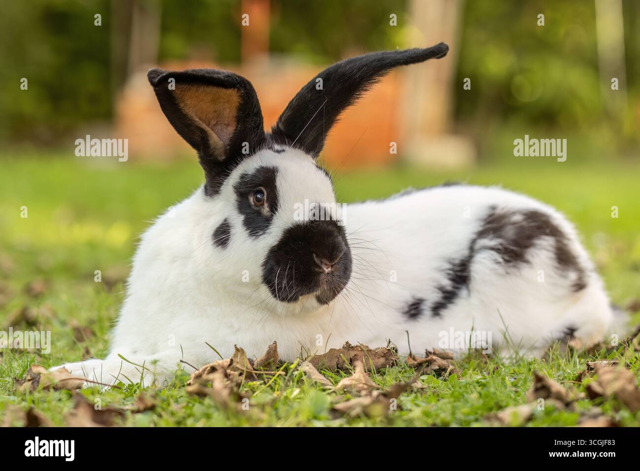 Coniglio gigante tedesco che riposa sull'erba in giardino Foto Stock