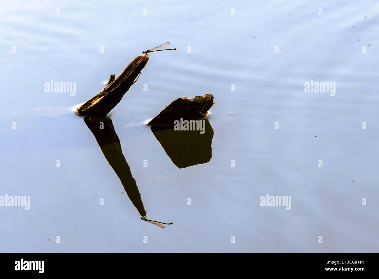 Dragonfly seduto su un ramo sporgente dal fiume Foto Stock
