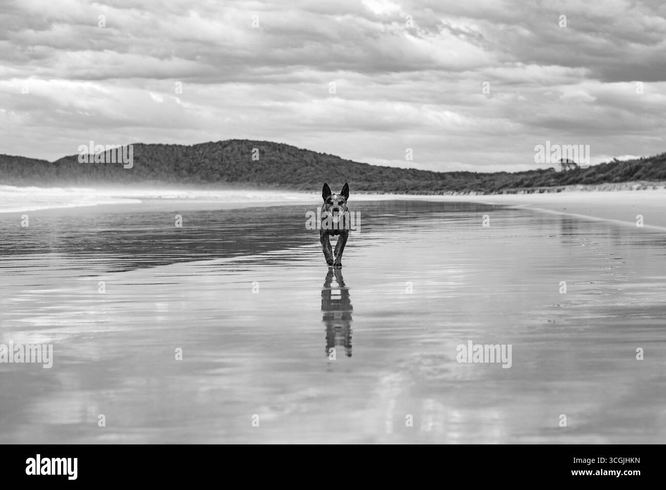 Il cane Blue heeler gioca in spiaggia Foto Stock