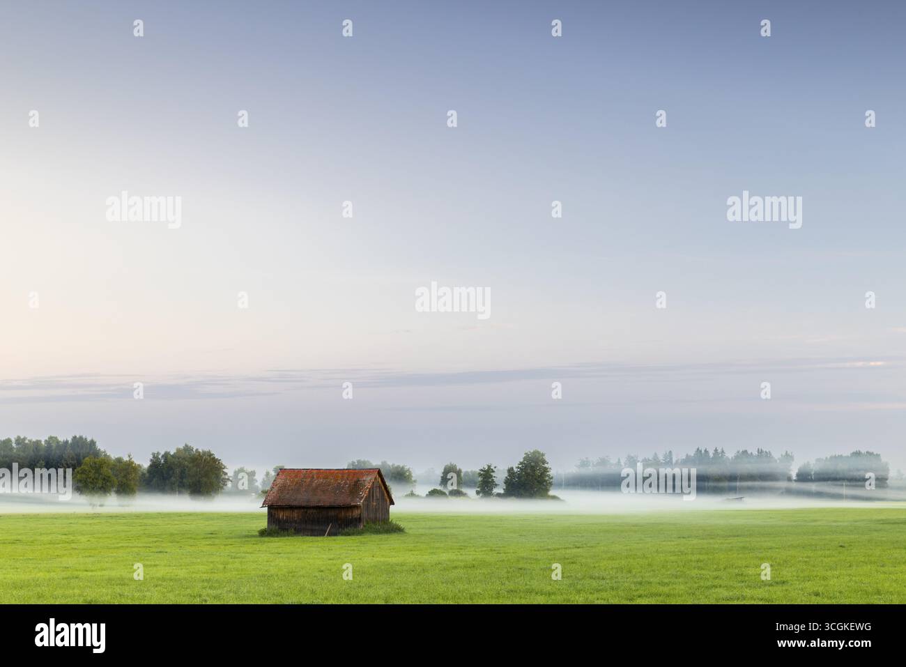 Capanna in legno nel prato umido, nebbia, betulla, famiglia di betulle (Betulaceae), Wilhelmsdorf, Pfrunger-Burgweiler Ried, Baden-Wuerttemberg, Germania Foto Stock