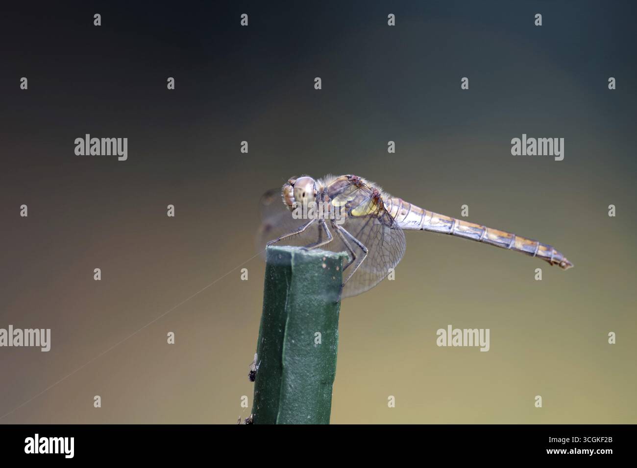 Vagante darter (Sympetrum vulgatum), femmina, macro, Germania, la libellula si siede su un bastone verde Foto Stock