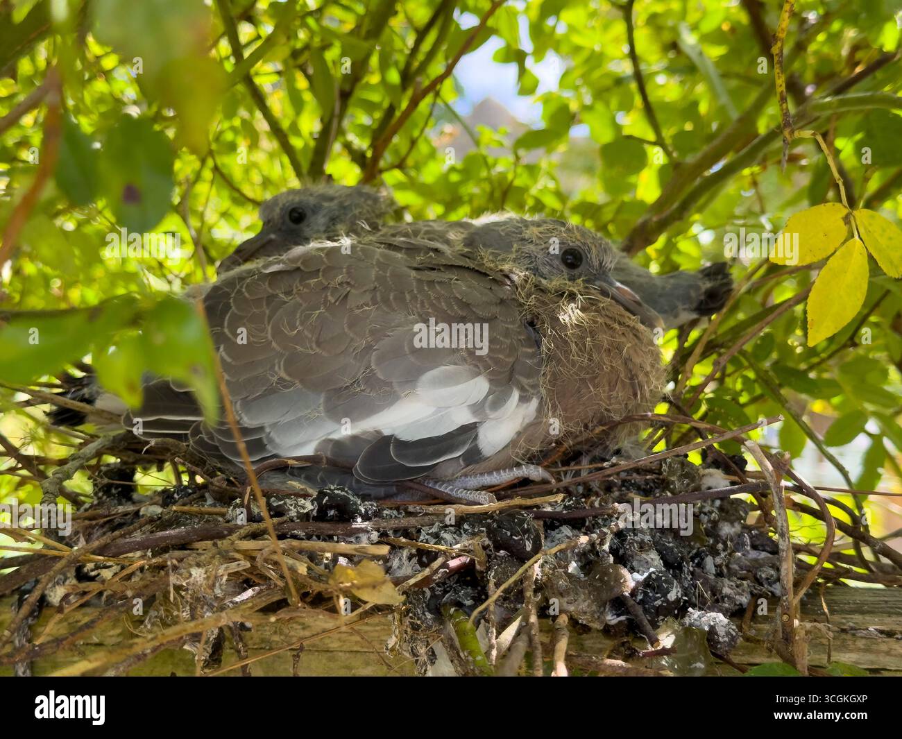 Hampshire Inghilterra Regno Unito. 28.08.2025. Piccioni a tre settimane seduti su un nido. all'interno di un rosone. Foto Stock