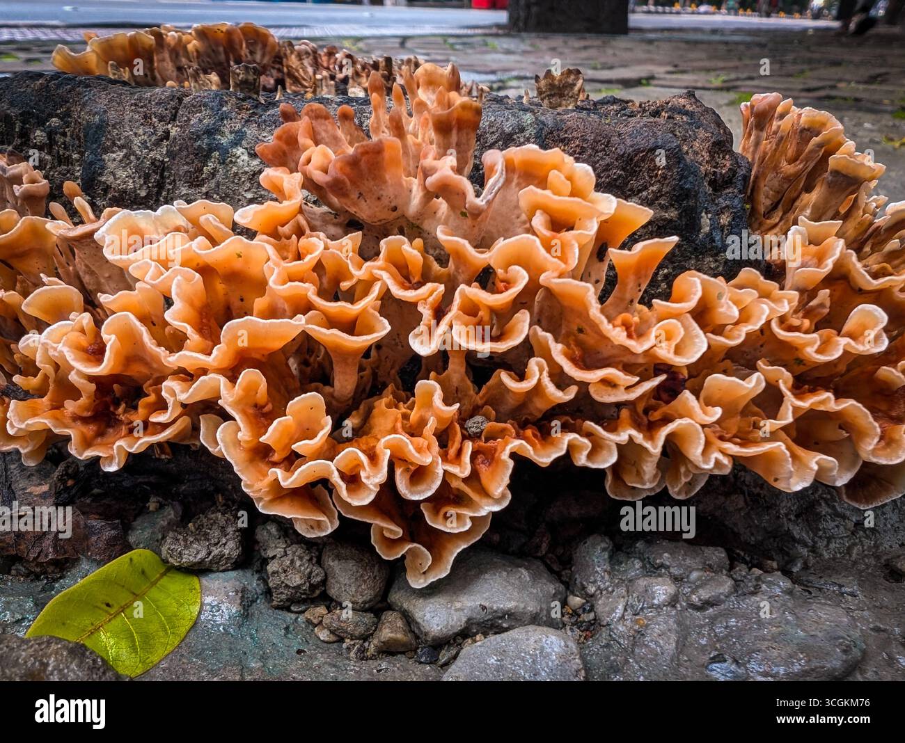 Stereum hirsutum (fungo da cortina pelosa) con argille di colore arancione fuzzy sul legno in decomposizione Foto Stock