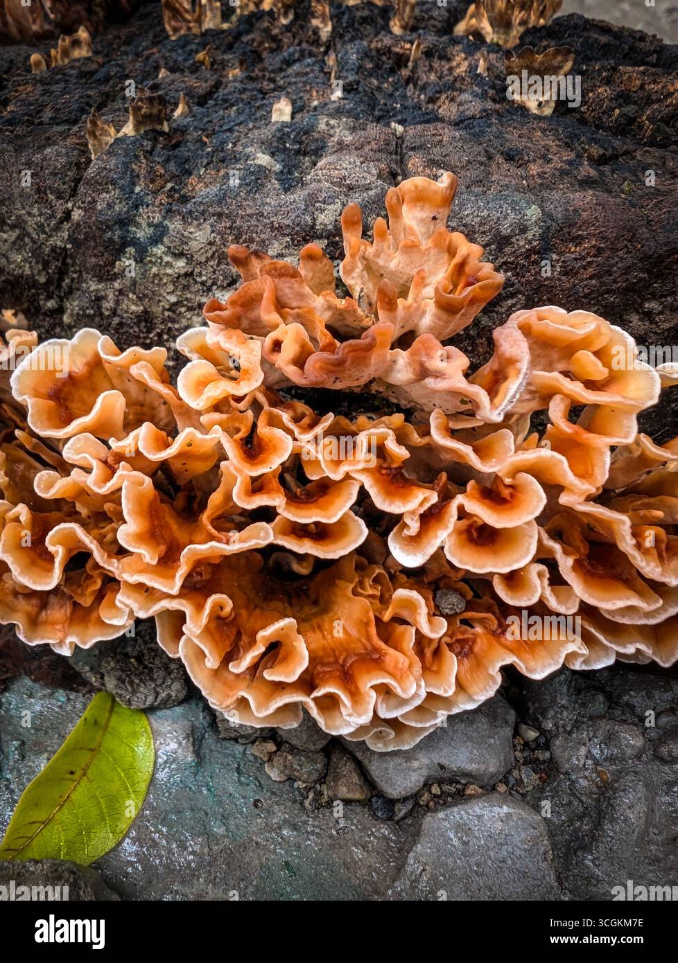 Stereum hirsutum (fungo da cortina pelosa) con argille di colore arancione fuzzy sul legno in decomposizione Foto Stock