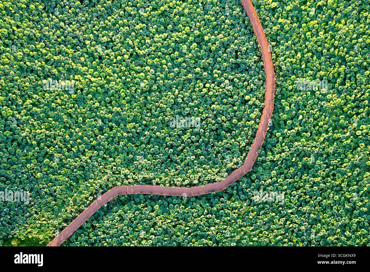 Un cavo marrone si snoda attraverso un denso campo di piccole foglie verdi. Foto Stock