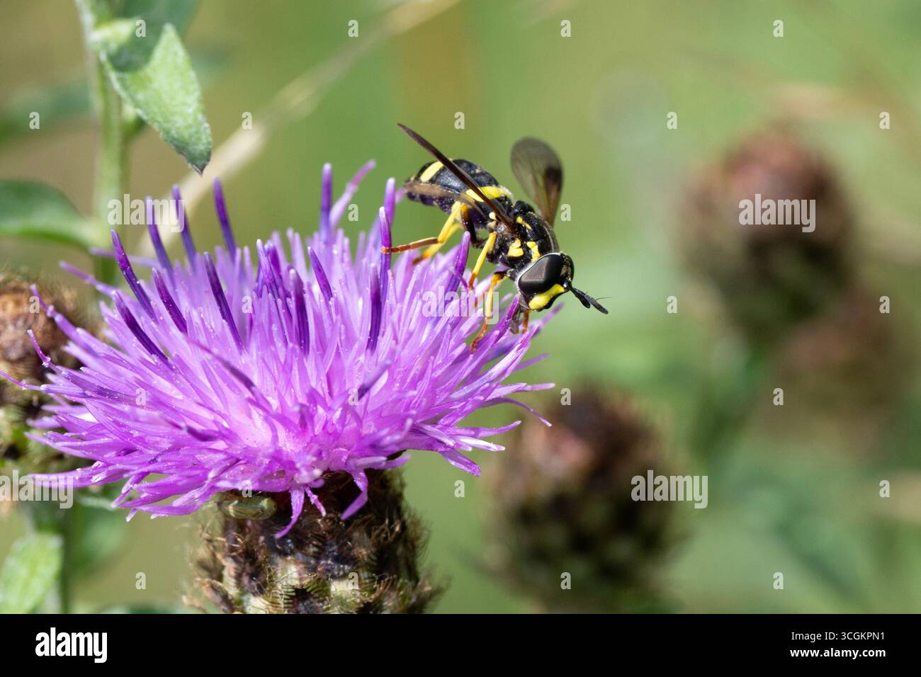 L'hoverfly a due corni (Chrysotoxum bicintum) che si nutrono di fioriere di cardo Foto Stock