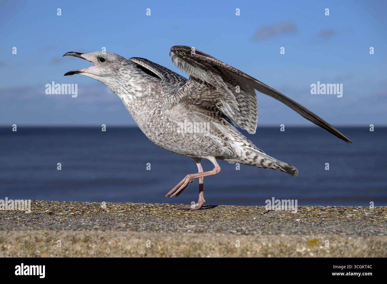 Gabbiano delle aringhe, Larus argentatus, uccello non riproduttore giovanile esibizione aggressiva sulla parete marina del Norfolk Foto Stock