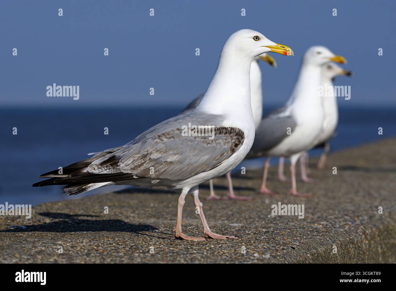Gabbiano di aringa, Larus argentatus, vari uccelli piumati sulla muta che si trovano sulla parete marina di Norfolk May Foto Stock