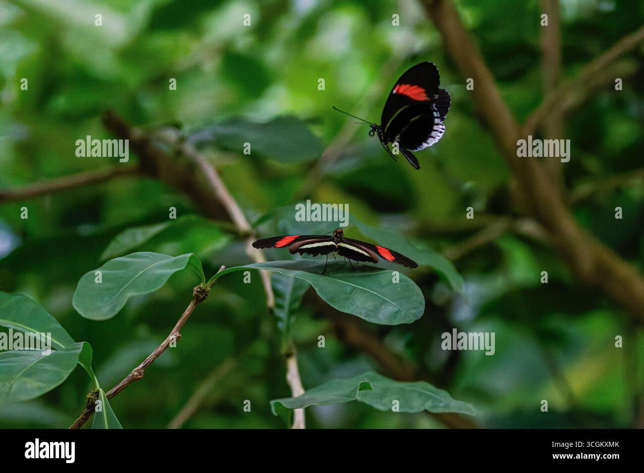 Due postmans comuni (Heliconius melpomene) farfalle su foglie verdi in un ambiente naturale. Foto Stock
