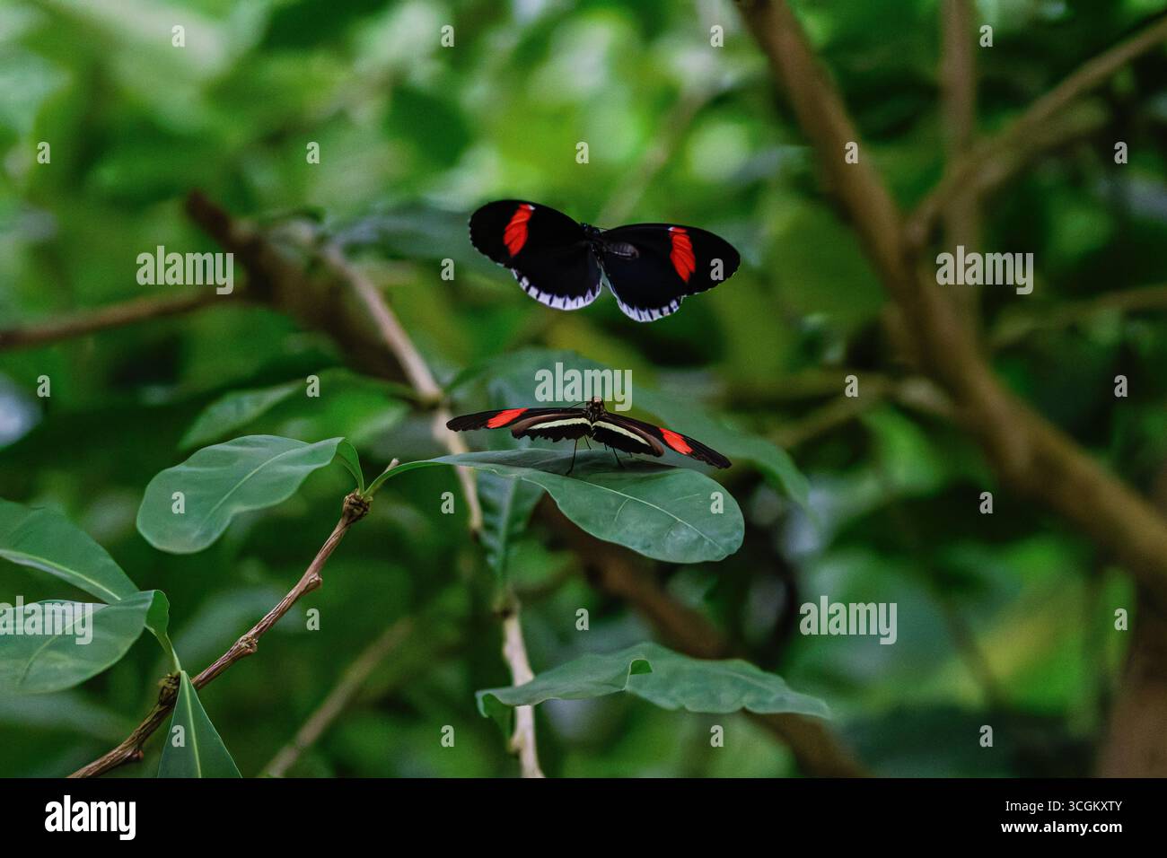 Due comuni farfalle (Heliconius melpomene) in una lussureggiante foresta verde. Foto Stock