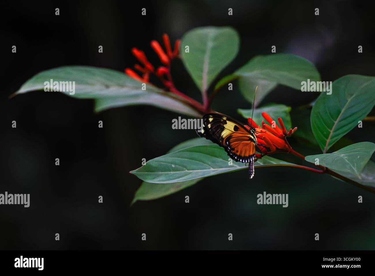 Una vibrante farfalla arroccata su foglie verdi con fiori rossi luminosi sullo sfondo, che mostrano la bellezza della natura Foto Stock