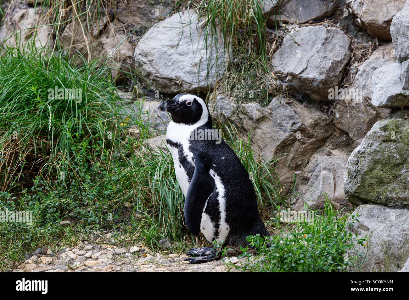 Un solitario pinguino dai piedi neri (spheniscus demersus) in piedi vicino a una parete rocciosa, circondato da erba verde e piccole piante Foto Stock