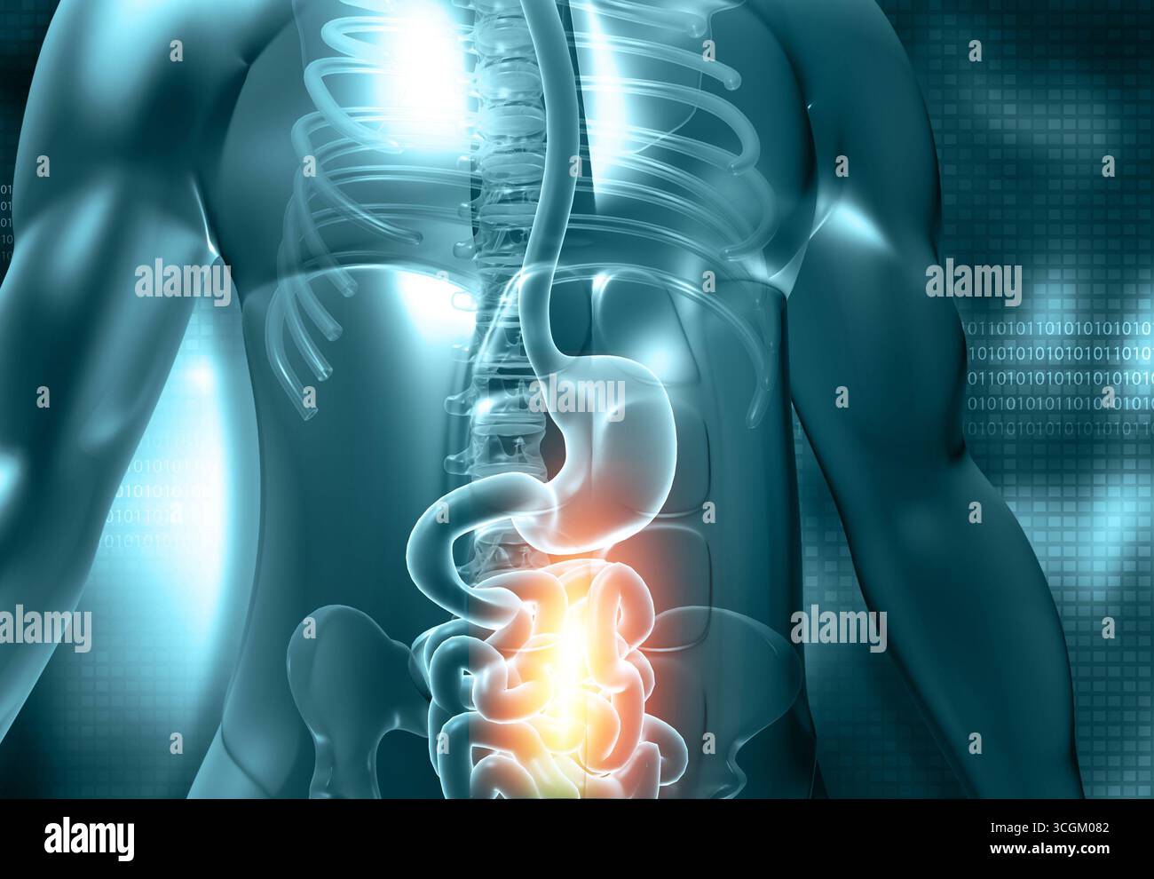 Corpo umano con sistema digestivo. illustrazione 3d. Foto Stock