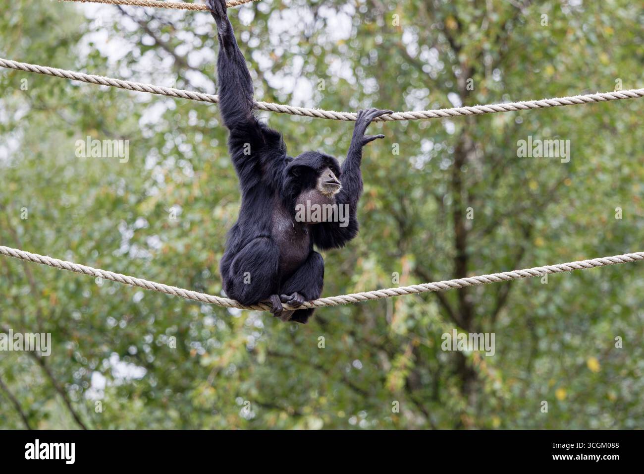 Un gibbone appeso su corde in un ambiente naturale. Foto Stock