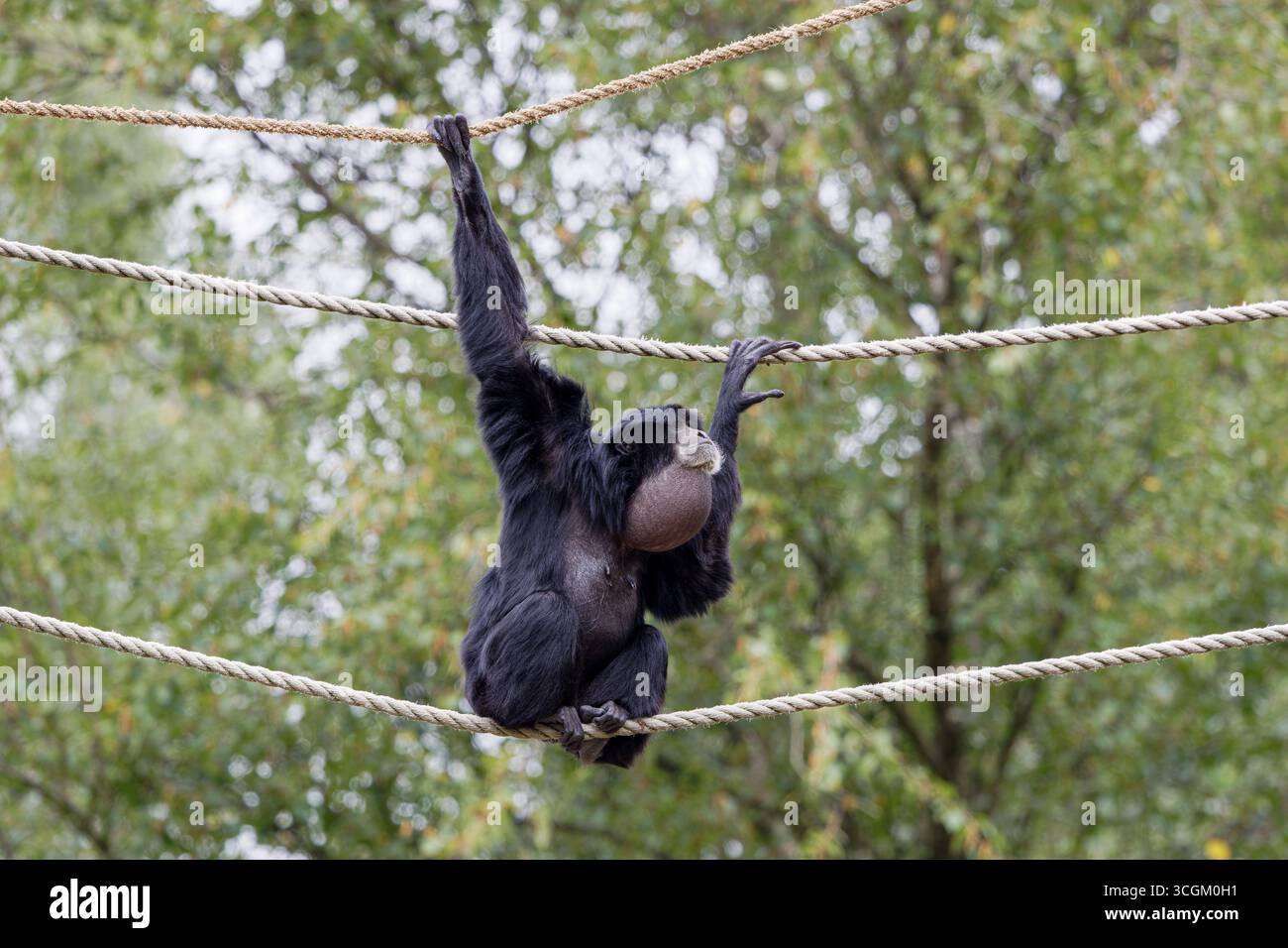 Un gibbone appeso su corde in un ambiente naturale. Foto Stock