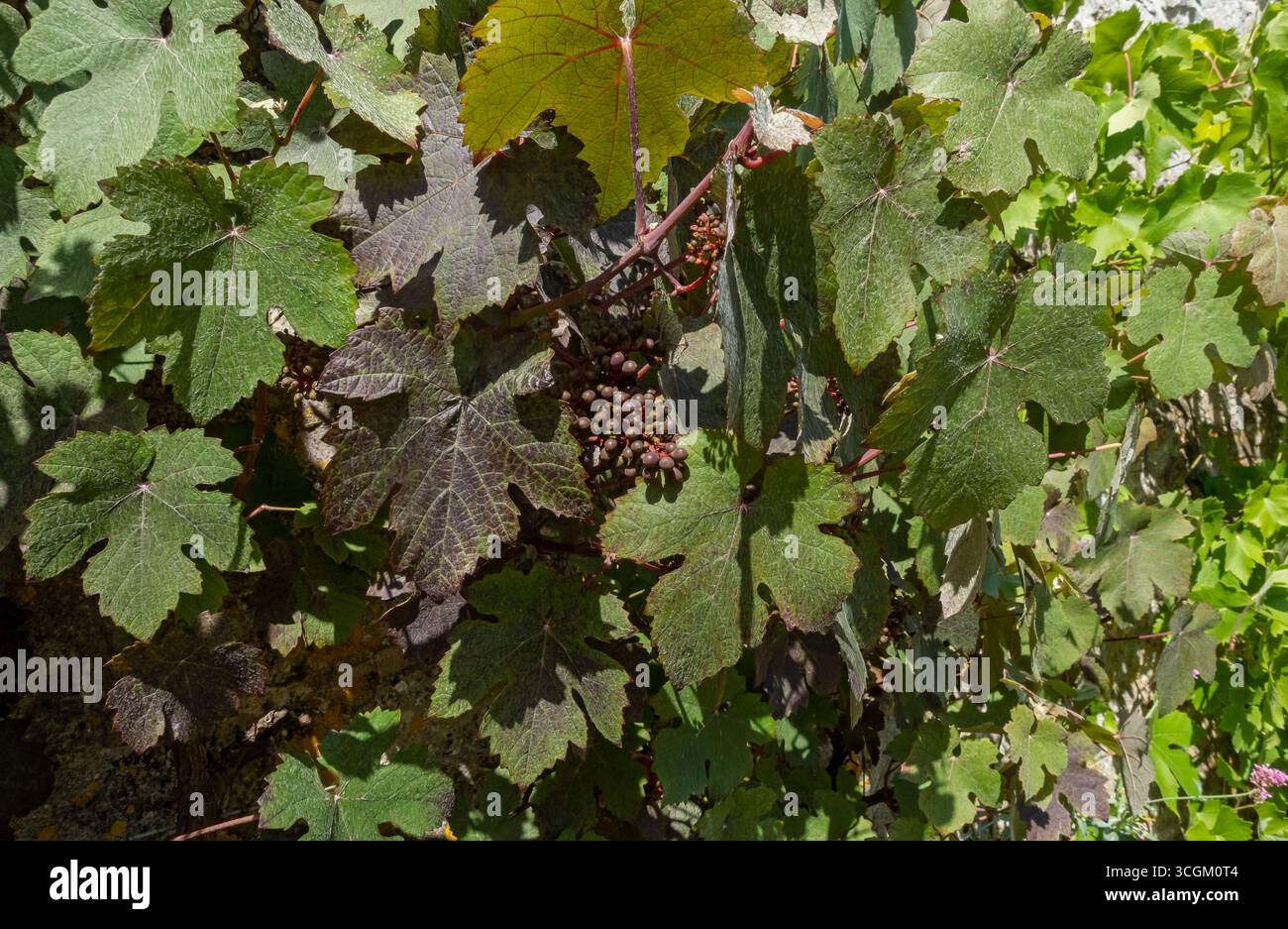 Primo piano di grappoli di uve rosse che crescono su una vite all'esterno su una parete in estate Inghilterra Regno Unito Gran Bretagna Gran Bretagna Foto Stock