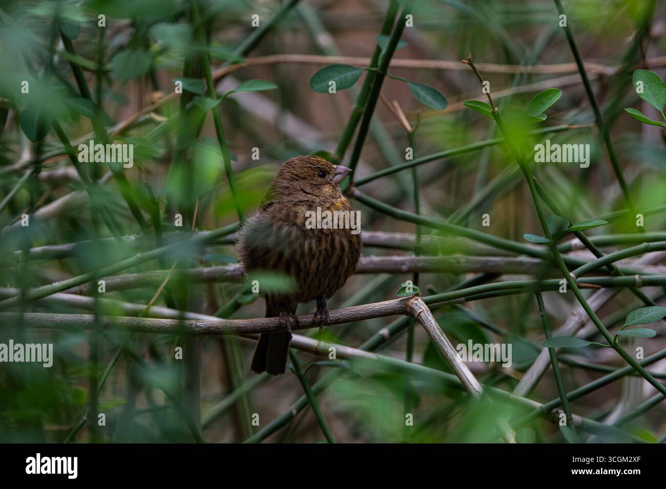 Un piccolo uccello bruno arroccato su un ramo circondato da verde fogliame. Foto Stock