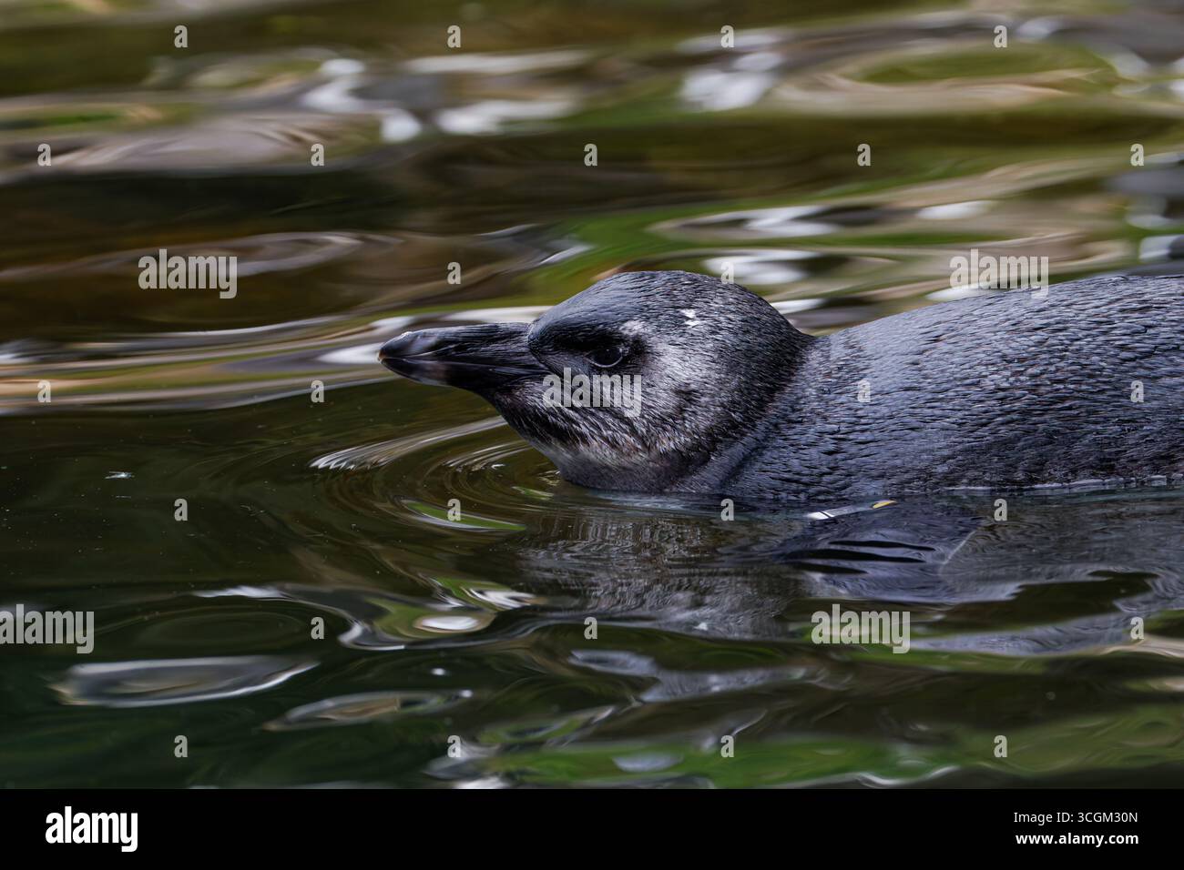 Un primo piano di un pinguino dal piede nero (spheniscus demersus) in un corpo d'acqua, che mostra le sue piume eleganti e il suo comportamento calmo Foto Stock