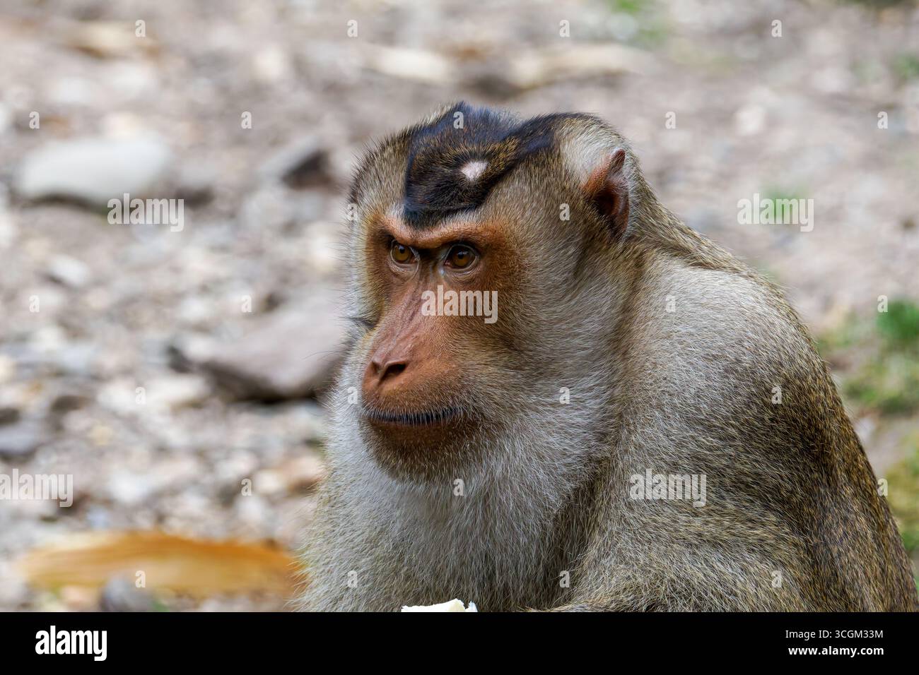 Primo piano di Un macaco dalla coda di maiale del sud (Macaca Nemestrina) con un'espressione mirata in un ambiente naturale. Foto Stock
