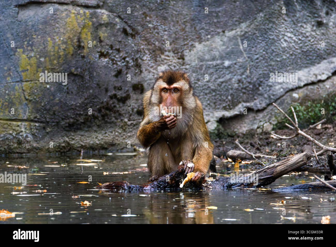 Un macaco dalla coda di maiale del sud (Macaca Nemestrina) che mangia una banana mentre si siede su un tronco in uno stagno. Foto Stock